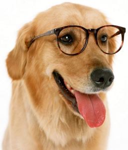 Crédito: Yogi.centerblog.net