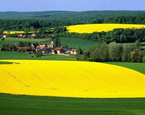 Campo de colza na Europa