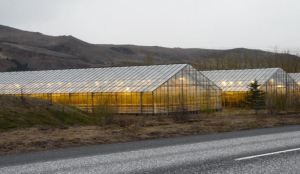 Islândia: estufas aquecidas por geotermia