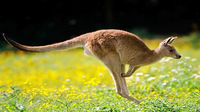 Canguru 1